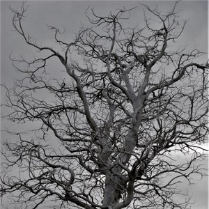 Tree Photo, Nature Print, Farm Photo, Impresión en blanco y negro, Fotografía de Chile, Torres del Paine Photo, Fotografía, Wall Hang