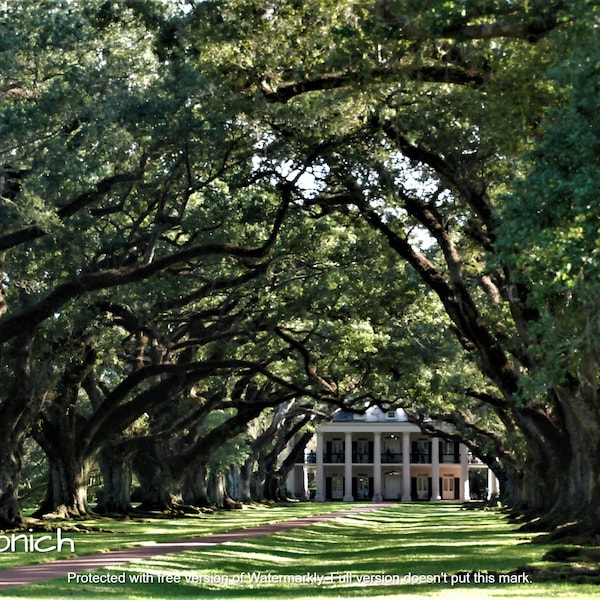 Oak Alley Plantation Print, Louisiana Photograph, Oak Tree Photo, Wall Hanging