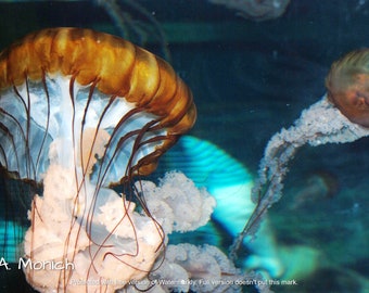 Jellyfish Photo, Sea Photo, Ocean Photography, Fish Print, Tropical Print, Photo Art, Wall Hanging