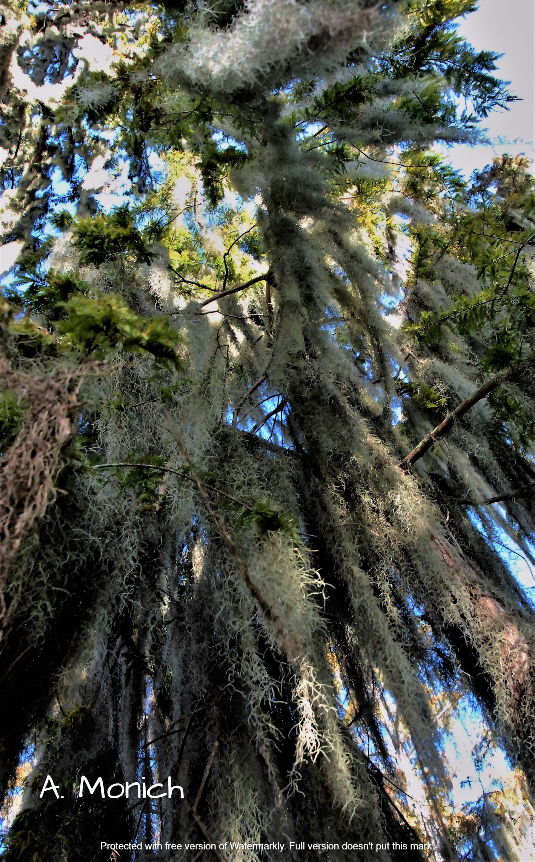 Spanish Moss Photo Tree Print Louisiana Photo Nature Etsy UK