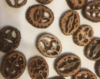 Può includere: Una collezione di metà gusci di noce marrone con motivi e trame intricate. I gusci sono disposti in uno schema casuale su una superficie bianca.
