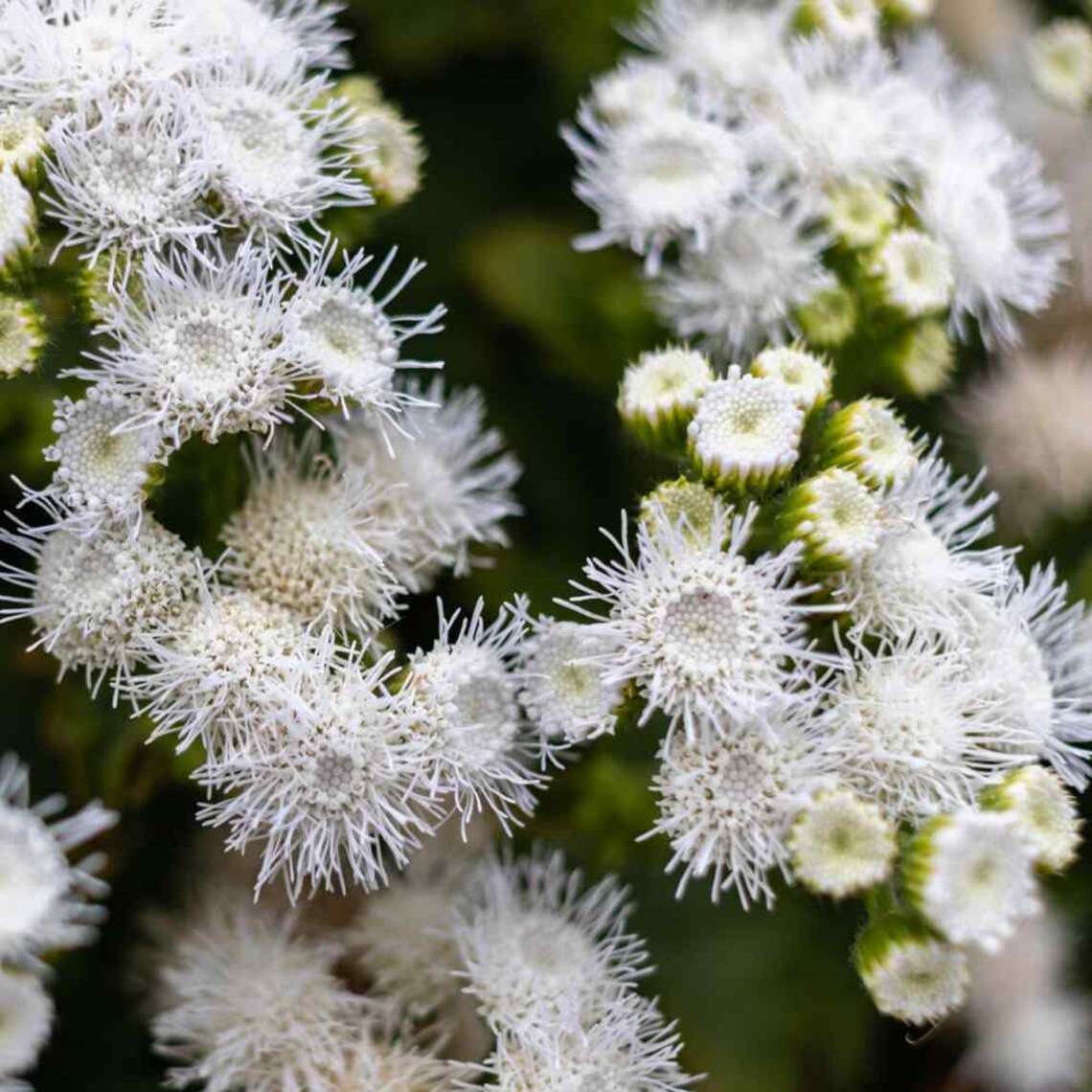 Ageratum Ageratum Mexicanum White 50 seeds | Etsy