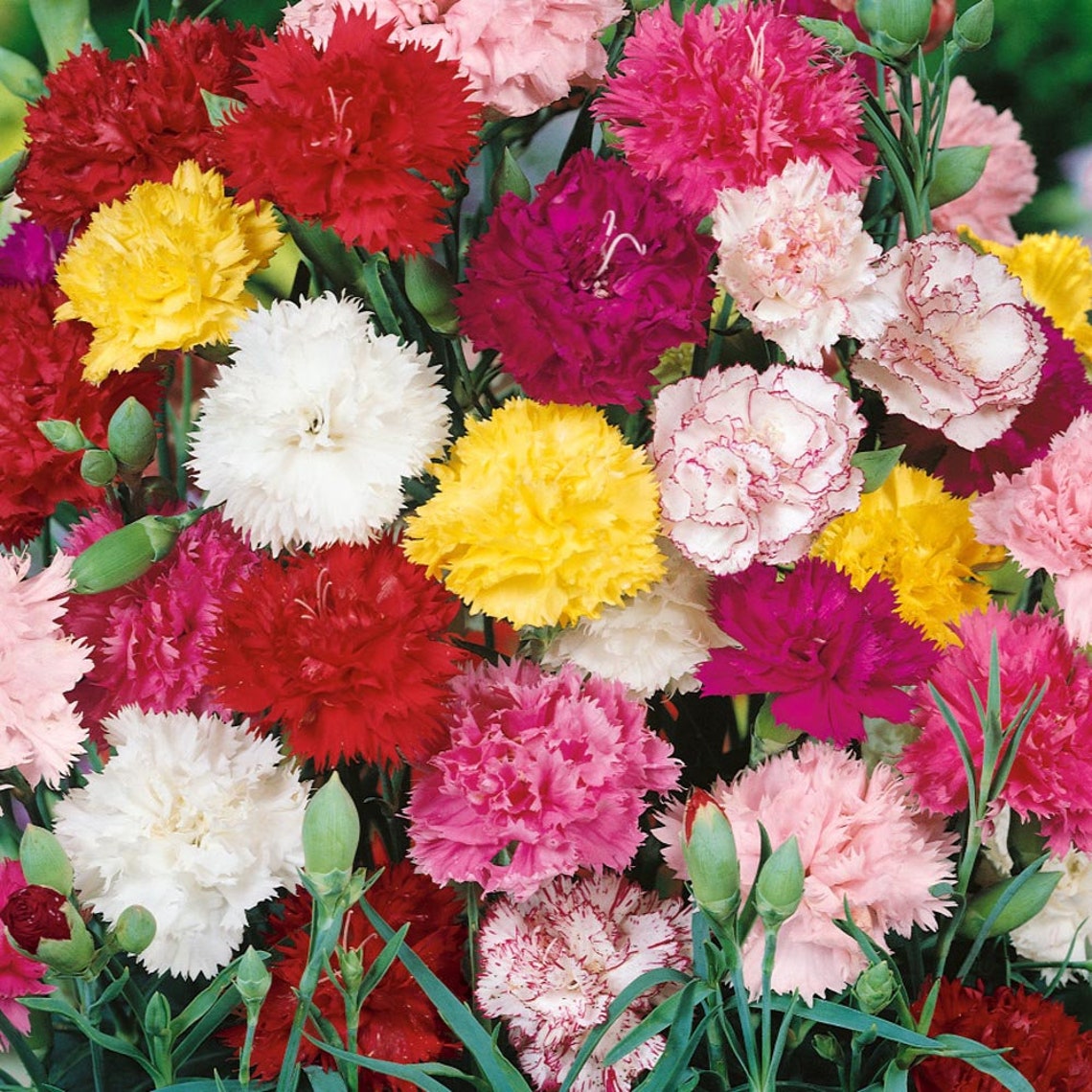 Carnation Dianthus Caryophyllus Chabaud Mix 50 seeds Etsy