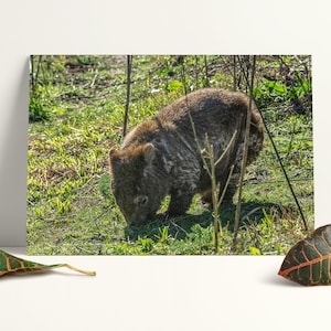 Bare-nose wombat digital print, native Australian mammal wall decor, Australian fauna photography