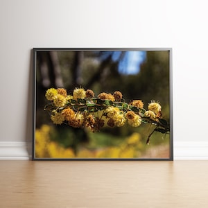 Impresión digital de fotografía de hojas y acacia dorada, decoración de pared con flores de acacia australiana