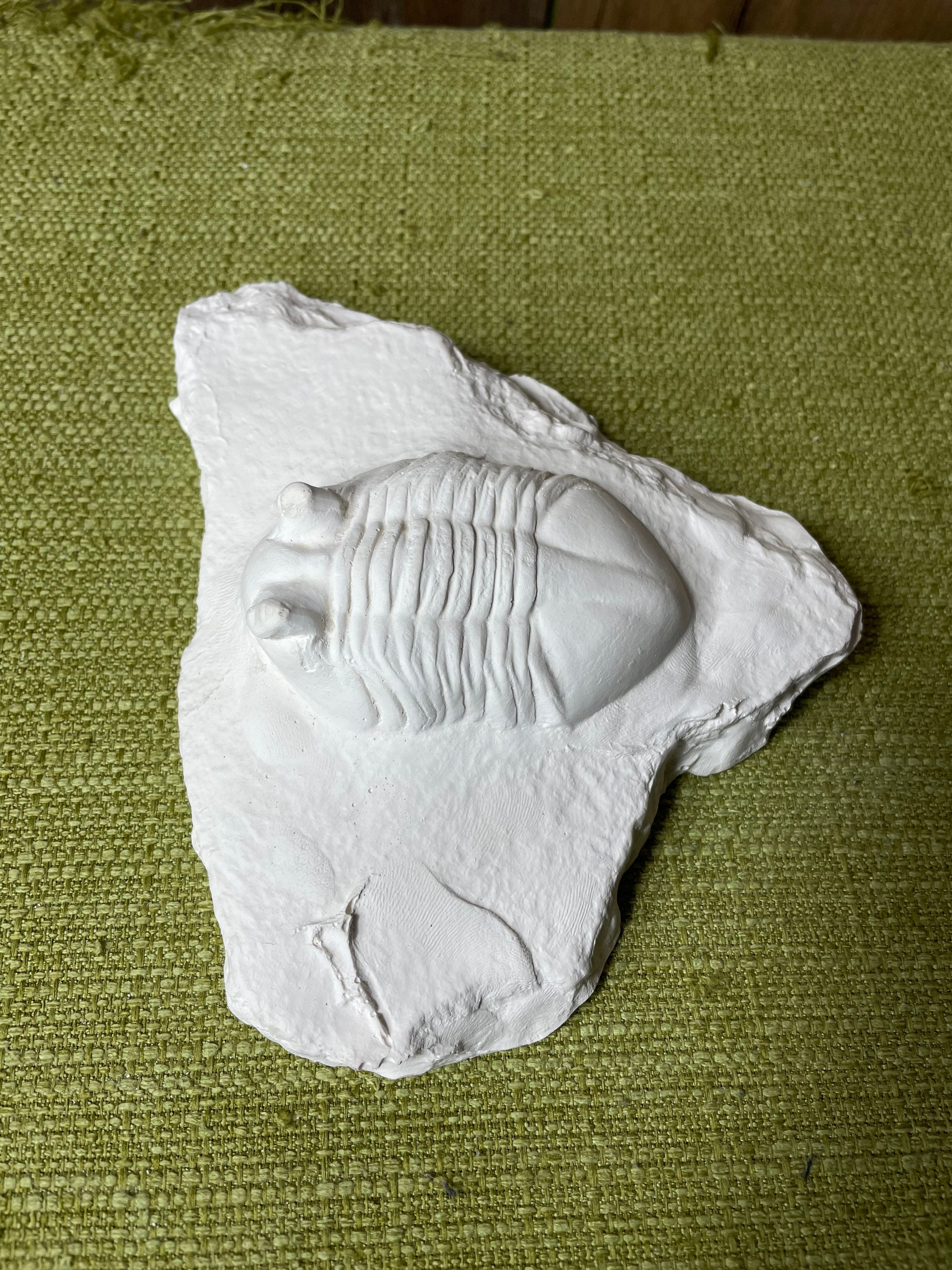Isotelus Fossil Archaeological Dinosaur Rock education - Etsy UK