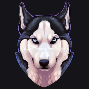 May include: A close-up portrait of a husky dog with blue eyes. The dog has black and white fur and is looking directly at the viewer.