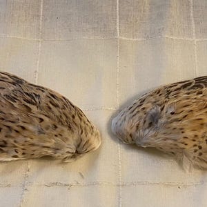 Ali di quaglia per lavoretti e giocattoli per gatti