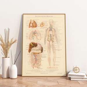 Medicinsk vintageaffisch | Mänskliga blodkärl (tyska)