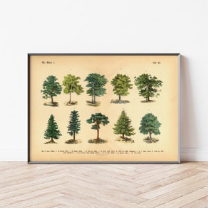 Forest Poster Trees | Vintage botany 1