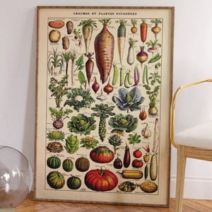 Vintage keukenposter – Seizoensgroenten | Botanische illustratie naar Adolphe Millot
