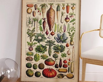 Vintage Kitchen Poster – Seasonal Vegetables | Botanical Illustration after Adolphe Millot