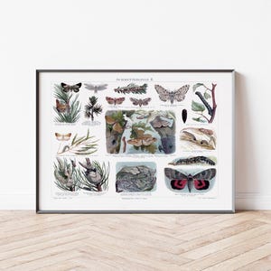 Póster Vintage Mariposas 2 | insectos