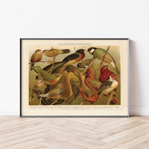Vintage Poster Birds | Bird Species