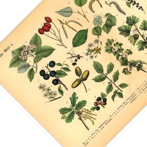 Diese vintage Lithographie Poster, im viktorianischen Stil, von Pflanzen, Früchten und Bäumen aus dem Wald sind die dritte und vierte Illustration aus dem Lehrbuch der praktischen Pflanzenkunde in Wort und Bild von 1886.