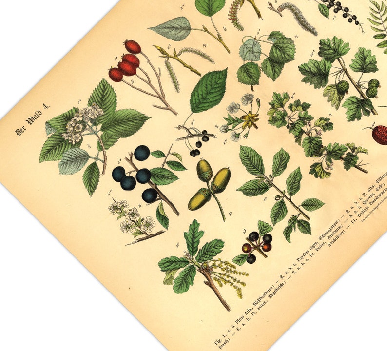 Diese vintage Lithographie Poster, im viktorianischen Stil, von Pflanzen, Früchten und Bäumen aus dem Wald sind die dritte und vierte Illustration aus dem Lehrbuch der praktischen Pflanzenkunde in Wort und Bild von 1886.