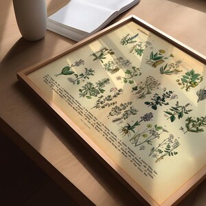 Vintage Poster mit botanischer Illustration – Heilpflanzen und Kräuter im historischen Stil als Fineart-Druck auf hochwertigem Papier