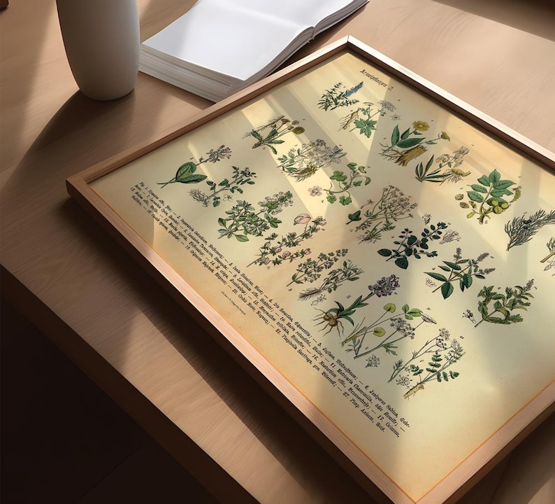 Vintage Poster mit botanischer Illustration – Heilpflanzen und Kräuter im historischen Stil als Fineart-Druck auf hochwertigem Papier