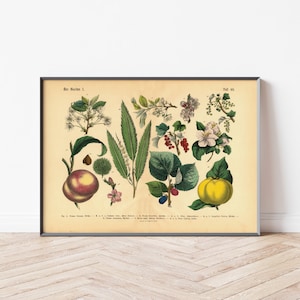 Garten Poster | Vintage Botanik Illustration 1