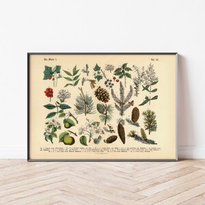 Diese vintage Lithographie Poster, im viktorianischen Stil, von Pflanzen, Früchten und Bäumen aus dem Wald sind die dritte und vierte Illustration aus dem Lehrbuch der praktischen Pflanzenkunde in Wort und Bild von 1886.