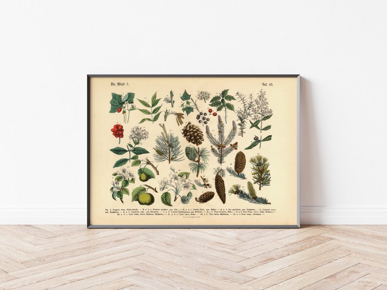 Diese vintage Lithographie Poster, im viktorianischen Stil, von Pflanzen, Früchten und Bäumen aus dem Wald sind die dritte und vierte Illustration aus dem Lehrbuch der praktischen Pflanzenkunde in Wort und Bild von 1886.