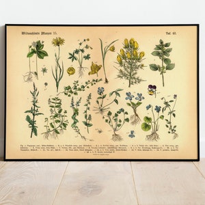 Wild Plants Poster | Vintage illustration 15 flowers