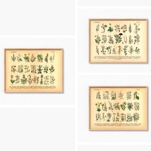 Vintage Poster mit botanischer Illustration von Kräutern und Arzneipflanzen aus dem 19. Jahrhundert, gedruckt auf 200 g/m² Fineart-Papier – ideal als Wanddeko oder Lernhilfe.