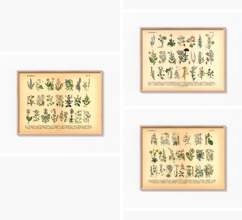 Vintage Poster mit botanischer Illustration von Kräutern und Arzneipflanzen aus dem 19. Jahrhundert, gedruckt auf 200 g/m² Fineart-Papier – ideal als Wanddeko oder Lernhilfe.