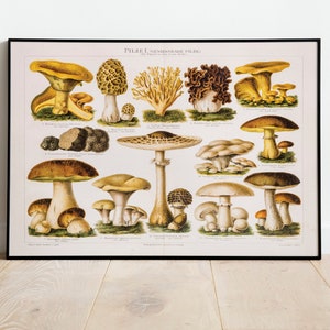 Póster de setas vintage | Imagen de hongos comestibles, ilustración de 1896
