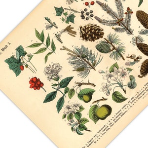 Diese vintage Lithographie Poster, im viktorianischen Stil, von Pflanzen, Früchten und Bäumen aus dem Wald sind die dritte und vierte Illustration aus dem Lehrbuch der praktischen Pflanzenkunde in Wort und Bild von 1886.