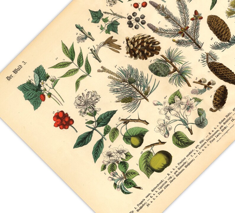 Diese vintage Lithographie Poster, im viktorianischen Stil, von Pflanzen, Früchten und Bäumen aus dem Wald sind die dritte und vierte Illustration aus dem Lehrbuch der praktischen Pflanzenkunde in Wort und Bild von 1886.