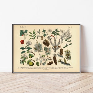 Wald Poster | Vintage Botanik Illustration 3
