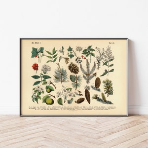 Forest Poster | Vintage botany illustration 3