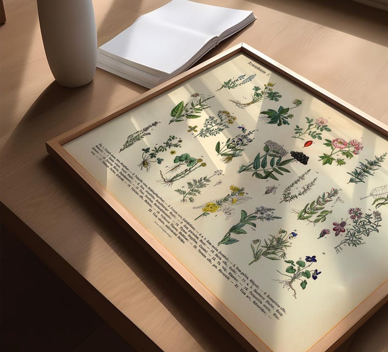 Vintage Poster mit botanischer Illustration von Kräutern und Arzneipflanzen aus dem 19. Jahrhundert, gedruckt auf 200 g/m² Fineart-Papier – ideal als Wanddeko oder Lernhilfe.