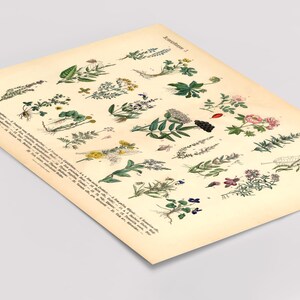 Vintage Poster mit botanischer Illustration von Kräutern und Arzneipflanzen aus dem 19. Jahrhundert, gedruckt auf 200 g/m² Fineart-Papier – ideal als Wanddeko oder Lernhilfe.