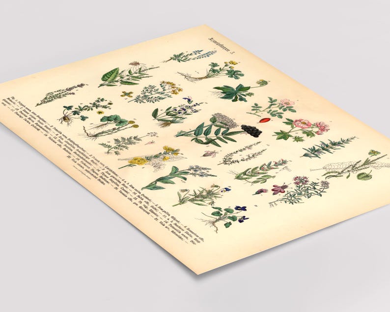 Vintage Poster mit botanischer Illustration von Kräutern und Arzneipflanzen aus dem 19. Jahrhundert, gedruckt auf 200 g/m² Fineart-Papier – ideal als Wanddeko oder Lernhilfe.