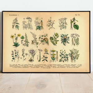 Set di poster Erbe e piante medicinali | Immagine Cucina Vintage