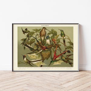 Poster vintage Uccelli | Colibrì