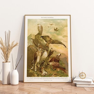 Poster vintage Uccelli | Uccelli rapaci