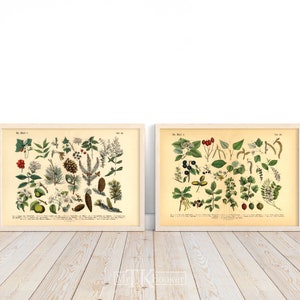 Diese vintage Lithographie Poster, im viktorianischen Stil, von Pflanzen, Früchten und Bäumen aus dem Wald sind die dritte und vierte Illustration aus dem Lehrbuch der praktischen Pflanzenkunde in Wort und Bild von 1886.