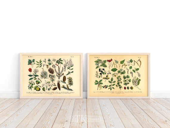 Poster Set Wald | 2 Vintage Botanik Illustrationen