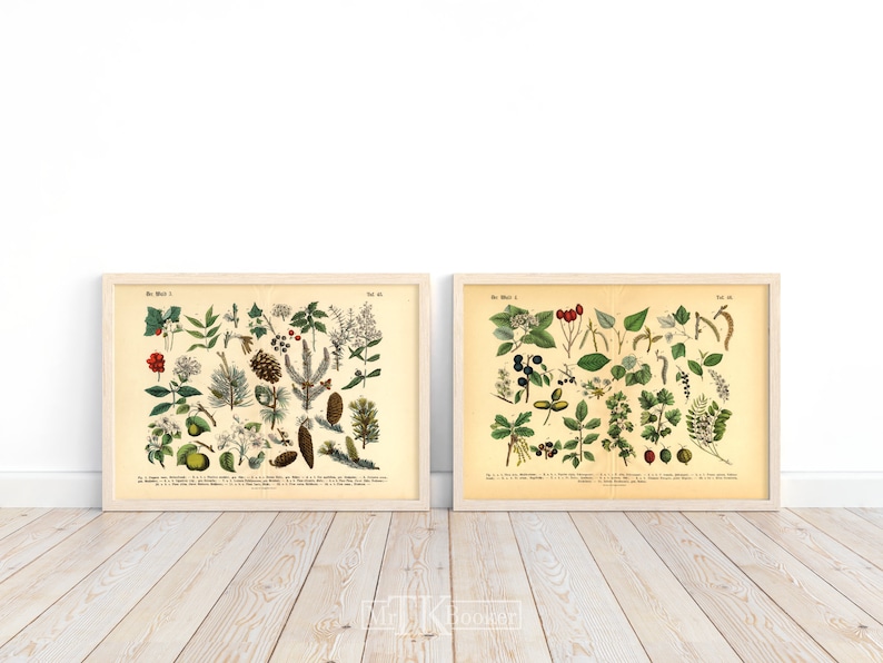 Diese vintage Lithographie Poster, im viktorianischen Stil, von Pflanzen, Früchten und Bäumen aus dem Wald sind die dritte und vierte Illustration aus dem Lehrbuch der praktischen Pflanzenkunde in Wort und Bild von 1886.