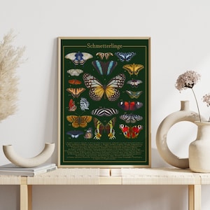 Schmetterlinge Poster | Illustration Schmetterlingsarten deutsch