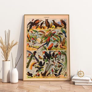 Vintage Poster Birds | Bird Species II Millot
