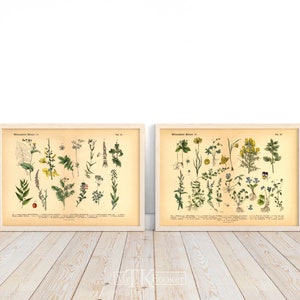 Conjunto de carteles de plantas silvestres | Ilustraciones antiguas