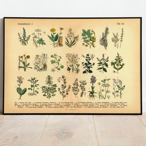 Herbs & Medicinal Plants Poster | Image vintage illustration 2