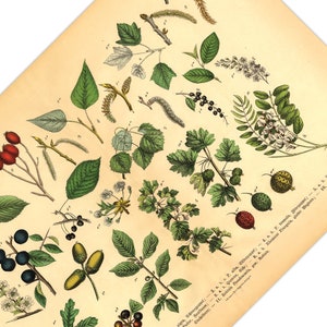 Diese vintage Lithographie Poster, im viktorianischen Stil, von Pflanzen, Früchten und Bäumen aus dem Wald sind die dritte und vierte Illustration aus dem Lehrbuch der praktischen Pflanzenkunde in Wort und Bild von 1886.