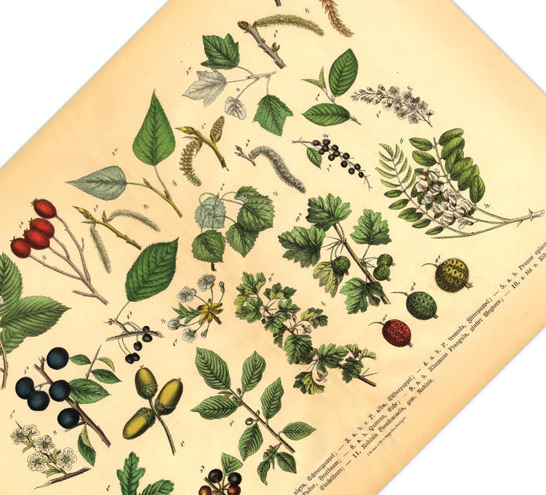 Diese vintage Lithographie Poster, im viktorianischen Stil, von Pflanzen, Früchten und Bäumen aus dem Wald sind die dritte und vierte Illustration aus dem Lehrbuch der praktischen Pflanzenkunde in Wort und Bild von 1886.