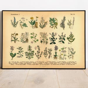 Vintage botanische illustratieposter | Plantenposter met medicinale planten 2