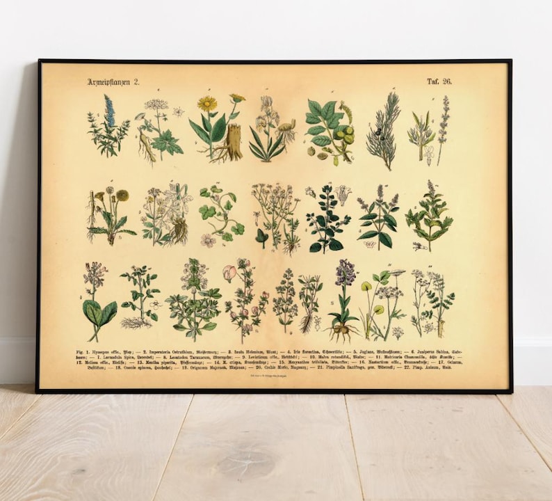 Vintage Poster mit botanischer Illustration – Heilpflanzen und Kräuter im historischen Stil als Fineart-Druck auf hochwertigem Papier